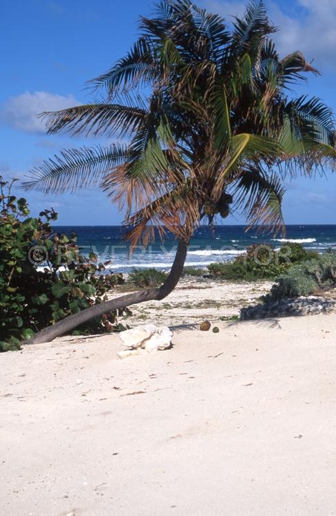 Island;Cayman Island;palm tree;sand;blue sky